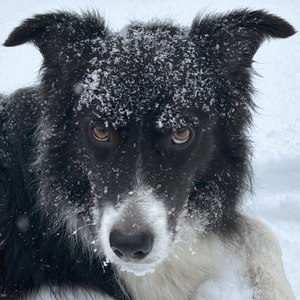 Breckie Hayes-Snow